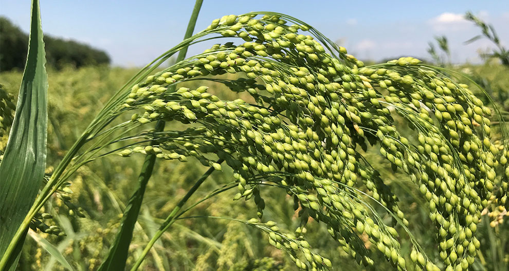A close-up of a rice plant with green, unripe grains in a field.
