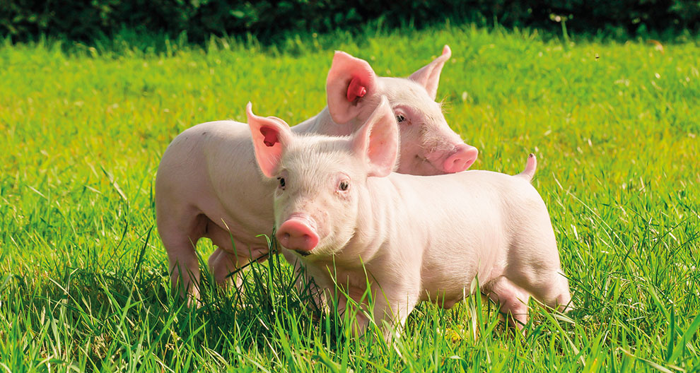 Two pigs stand in a grassy field.