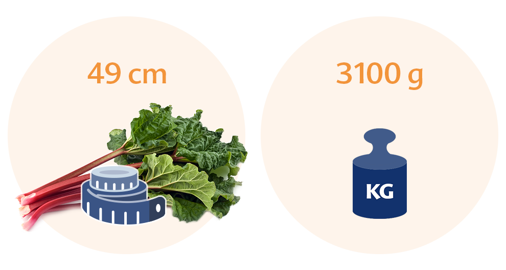 Two circles, one with a bunch of rhubarb and a measuring tape, and the other with a weight scale icon and the text "3100 g KG."