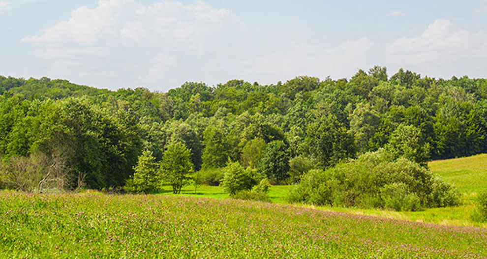 Een weelderige groene weide met verspreide bomen en een dicht bos op de achtergrond onder een heldere hemel.