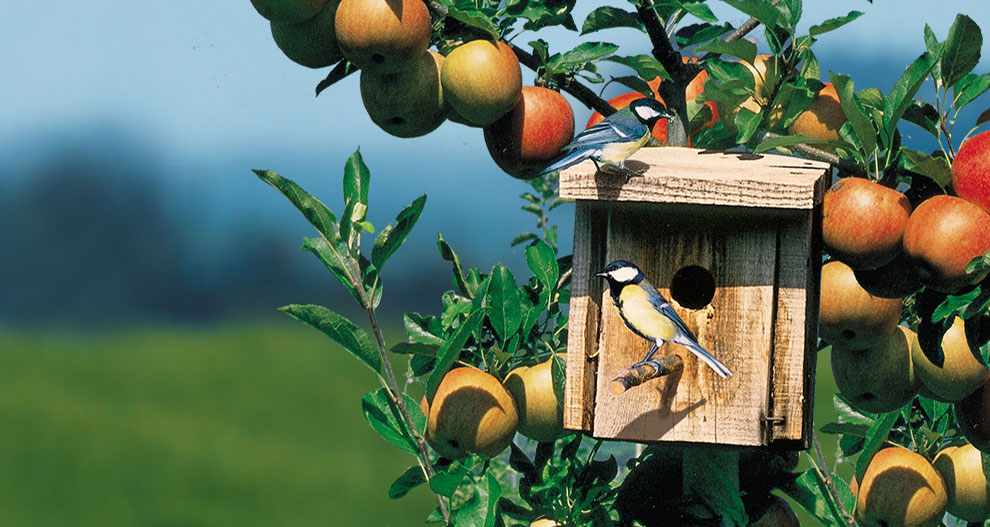 Twee vogels zitten op een houten vogelhuisje te midden van rijpe appels aan een boom.
