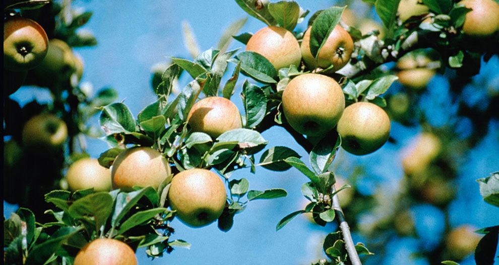 Een close-up van rijpe appels aan een boomtak.