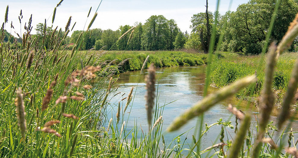 Een serene rivier kronkelt door een weelderig groen landschap, omzoomd door hoge grassen en bomen.