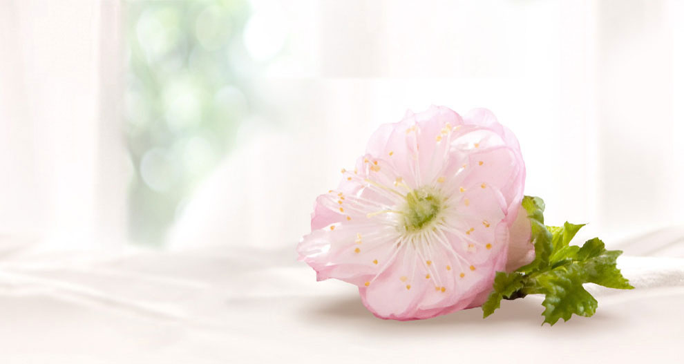 Een roze bloem met groene bladeren wordt op een wit oppervlak geplaatst.