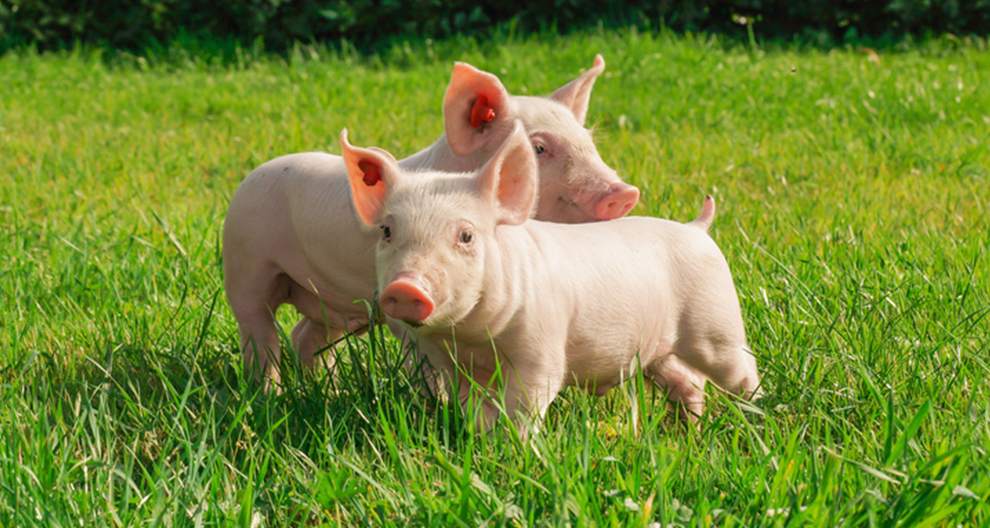 Twee varkens op een grasveld.