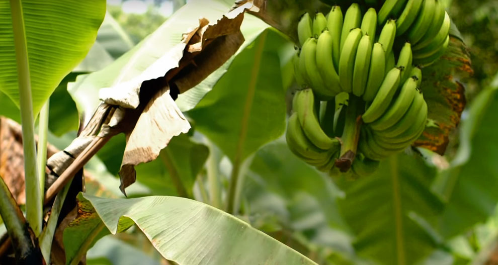 Een bananenplant met groene bananen en grote bladeren.