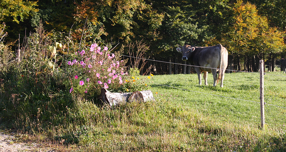 Een koe staat in een grasveld, gescheiden door een draadhek van een tros felroze bloemen en een verweerde boomstam.