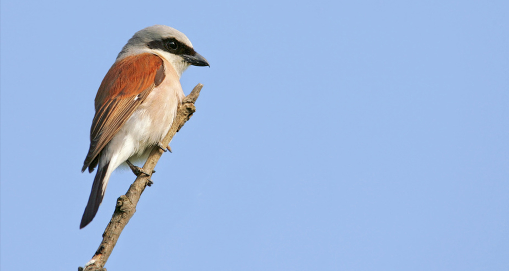 Een vogel met een grijze kop, zwarte ogen en een roodbruine rug zit op een dunne tak tegen een helderblauwe lucht.
