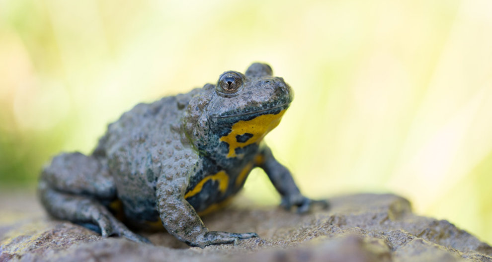 Een kikker met een gestructureerde, gevlekte grijze huid en gele markeringen zit op een rots, met een vage groene achtergrond die een natuurlijke omgeving suggereert.