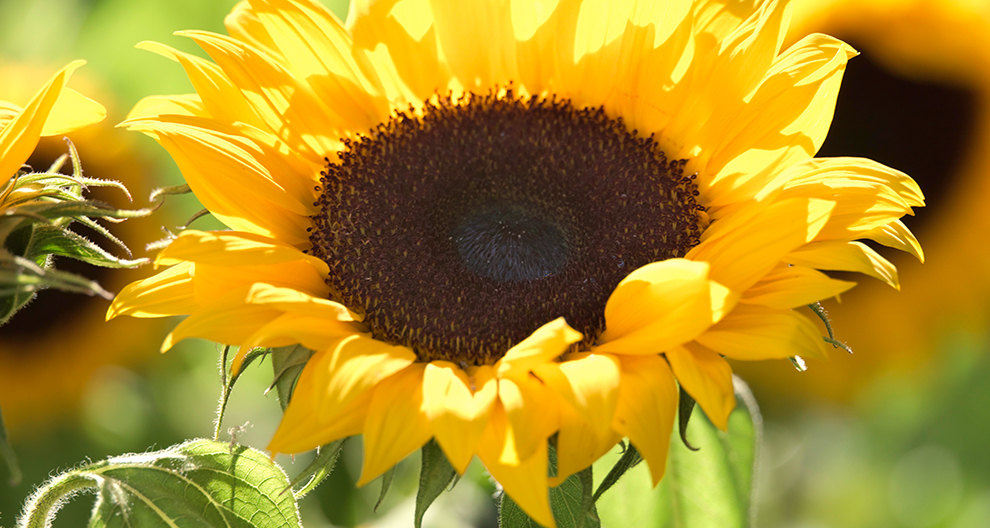Zonnebloem met donkerbruin hart en groene bladeren.